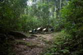 Foto: El bosque seco tropical de Latinoamérica está al 10% de su estado original