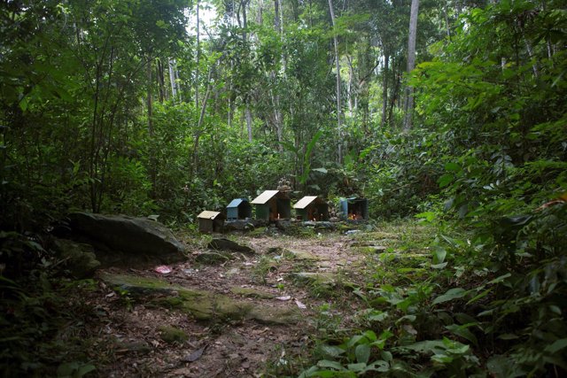 Bosque en Venezuela