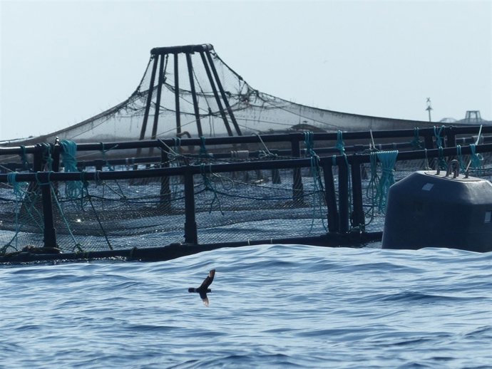 Paiños alimentándose en proximidades de las granjas de acuicultura de San Pedro