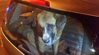 Policías locales hallan muerto un perro en un vehículo estacionado en un párking de Badajoz