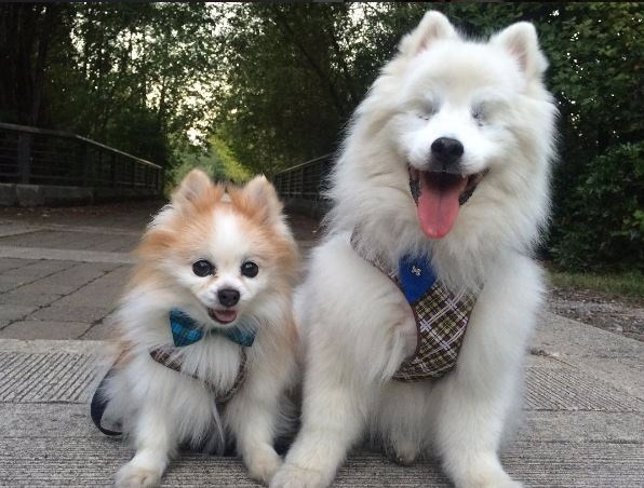 Perro ciego y perro guía 