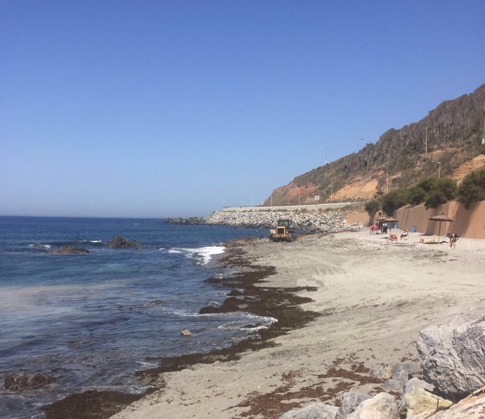 Algas en playas de Ceuta