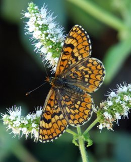  Mariposa Mediterránea Melitaea Deinoe