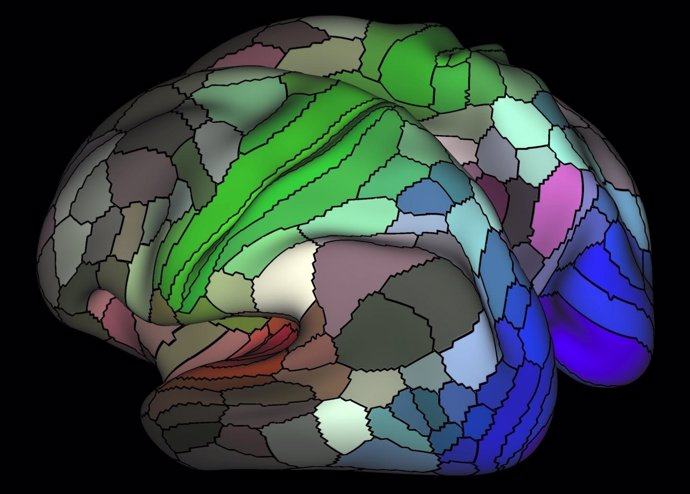 Parcelación de la corteza cerebral, cerebro