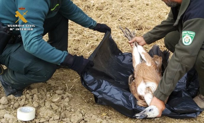 Recuperación buitre leonado