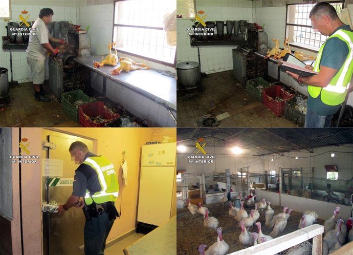 La Guardia Civil Desmantela Un Matadero Ilegal De Aves