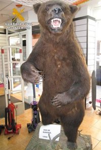 Intervenido un ejemplar de oso disecado que estaba en venta en Albacete