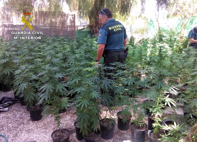 Guardia Civil desmantela un activo punto de cultivo de marihuana