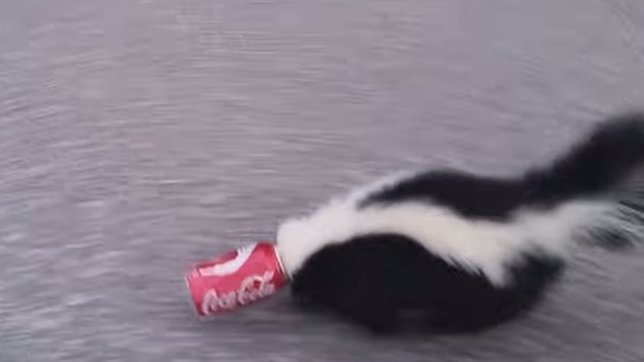 Mofeta con la cabeza atrapada en una lata de Coca Cola