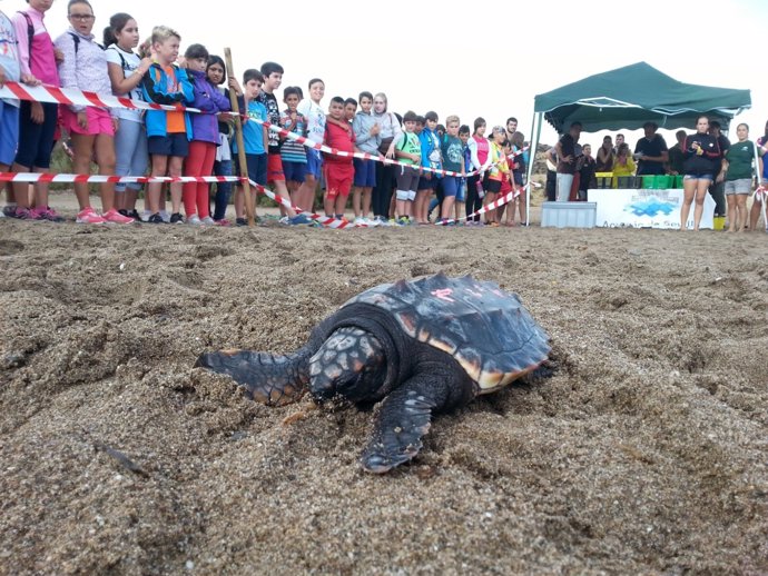 Suelta de tortugas mora en San Juan de los Terreros, en Pulpí