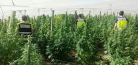 A prisión dos detenidos con una plantación de 800 kilos de marihuana en Alcolea
