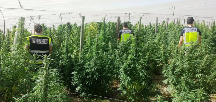 Cultivo de marihuana en Alcolea