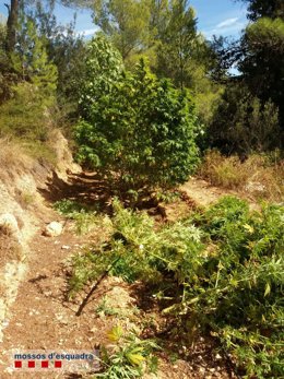 Plantas de marihuana