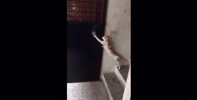 Gato llama a la puerta