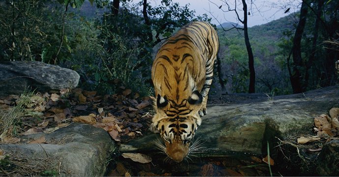 Un tigre salvaje bebe agua en India.