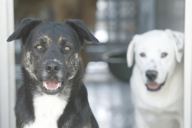 Perros en adopción