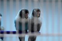 Detenido en Bangladesh un hombre que pretendía traficar con más de 600 pájaros