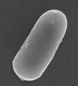 Lactobacillus pentosus al microscopio