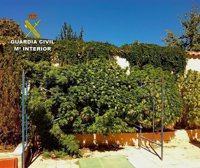 Ocho detenidos en Ciudad Real por cultivo de marihuana