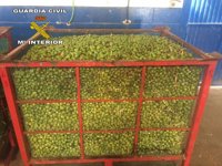 Dos investigados por el hurto de 16.885 kilos de aceitunas en Dos Hermanas