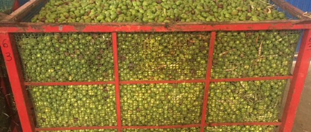 Aceitunas intervenidas