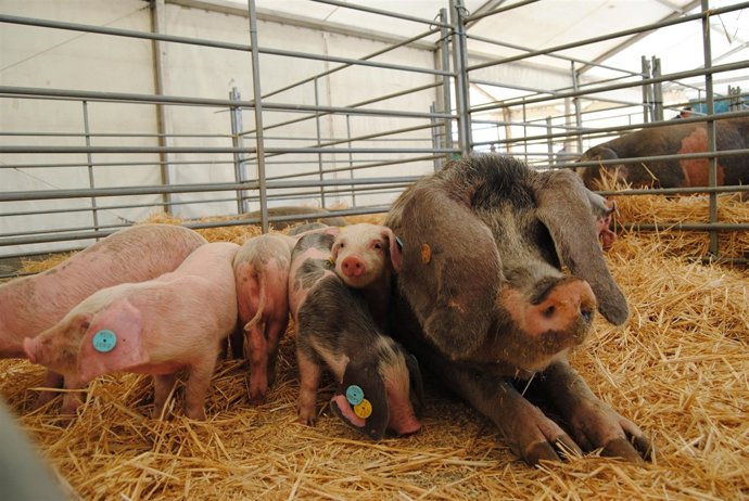 Gocha asturcelta con su camada.