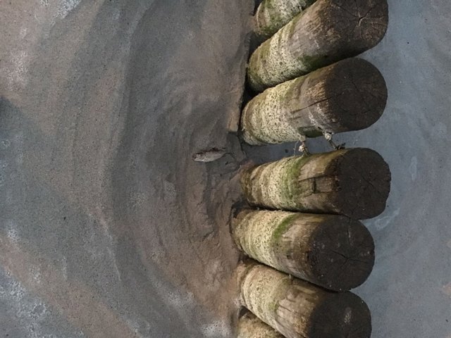 Truchas muertas en la ría de Barrañán