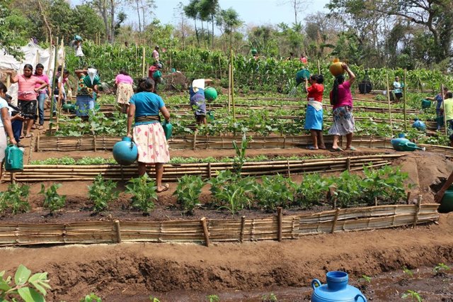 Mujeres salvadoreñas participan en actividades agrícolas tras las sequías