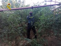 Intervenidas 51 plantas de marihuana y siete detenidos en la provincia de Córdoba