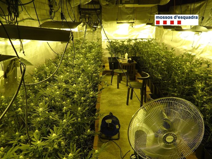 Plantación de marihuana