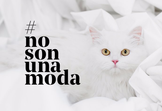 Np Fundación Affinity Lanza La Campaña #Nosonunamoda Contra El Abandono De Anima