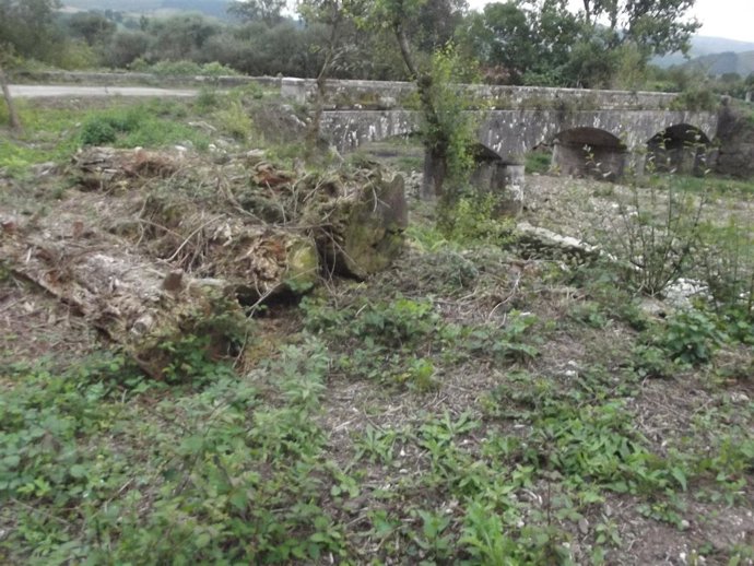 Talas En El Bosque De Galería En Torno Al Puente De Meca Y El Río Bayones En Uci