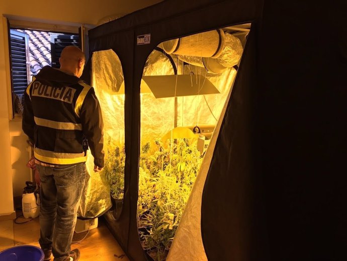 Plantas de marihuana halladas en la vivienda de los detenidos