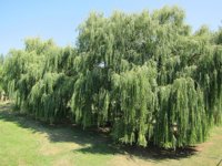 Las plantas medicinales pueden ayudar a tratar y prevenir trastornos osteomusculares