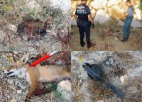 La Guardia Civil rescata a un zorro atrapado en un cepo en Caravaca de la Cruz