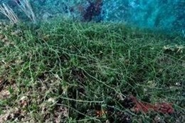 Hallan un alga invsaora en Begur