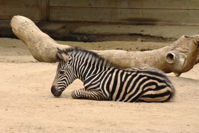 VÍDEO NOTA DE PREMSA: Neixen Una Zebra I Dues Mones Aranya Al Zoo De Barcelona