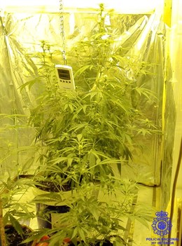 Plantación de marihuana 