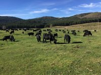 La Diputación de Ávila cede 13 sementales de avileño a ayuntamientos de la provincia para fomentar la cría