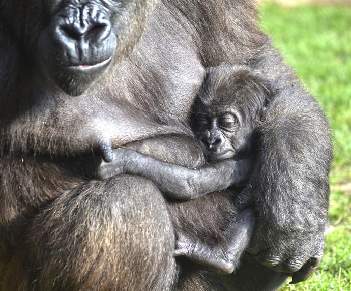 El pequeño gorila nacido en agosto en BIOPARC es una hembra