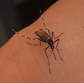 Foto: El mosquito tigre llega a 70 nuevos municipios españoles en un año
