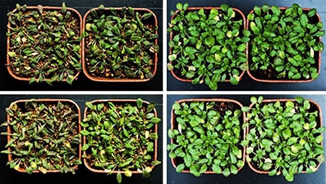 Descubiertas claves de la adaptación de las plantas ante la sequía