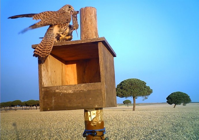 Lechuza utilizada para el control del topillo. 