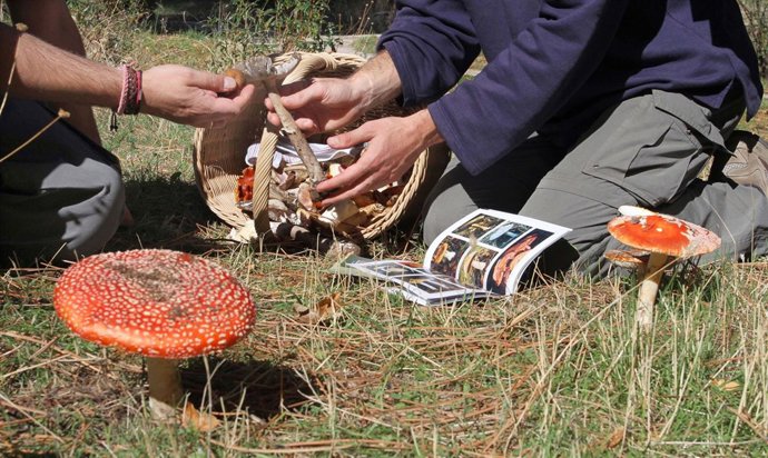 Recolección De Setas