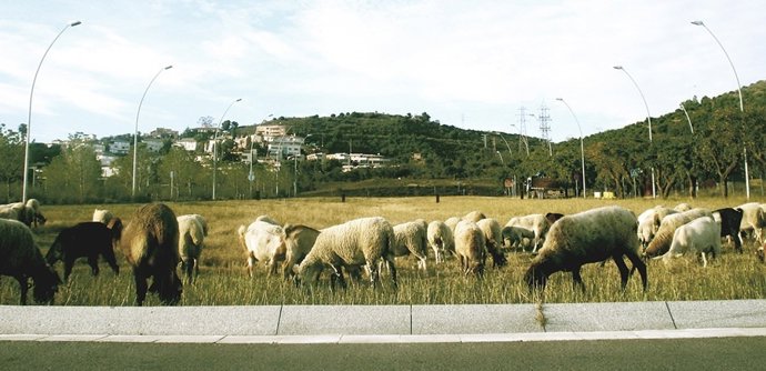 Un rebaño de ovejas pasta en una zona ajardinada 