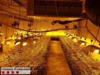 Dos detenidos por cultivar 900 plantas de marihuana en Torelló (Barcelona)