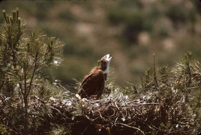 Águila Imperial Ibérica