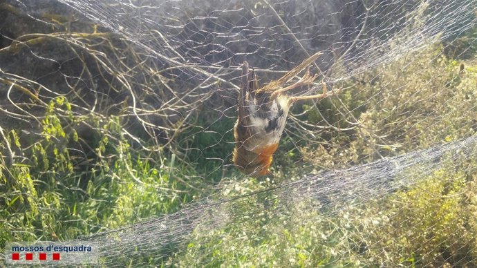 Petirrojo atrapado en una red japonesa