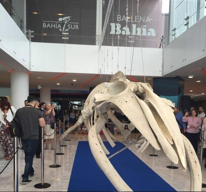 Esqueleto de la Ballena Bahía expuesto en la galería de Bahía Sur.