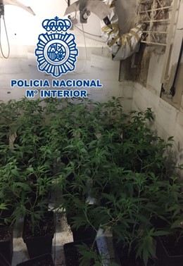 La Policía Nacional Se Incauta De Más De 100 Plantas Marihuana En Alcolea (Córdo